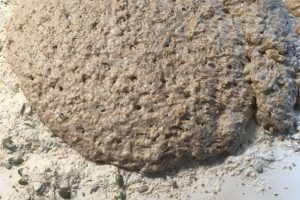 multi seed bread dough in loafpan photo: ©️Wilfried Brouwer