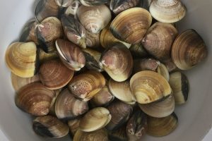 clams photo: ©️Nel Brouwer-van den Bergh