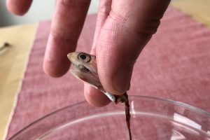 anchovy head and gut ©️ Nel Brouwer-van den Bergh